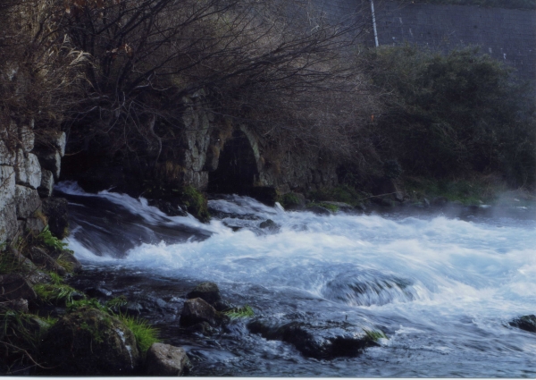 柿田川の風景写真６－３