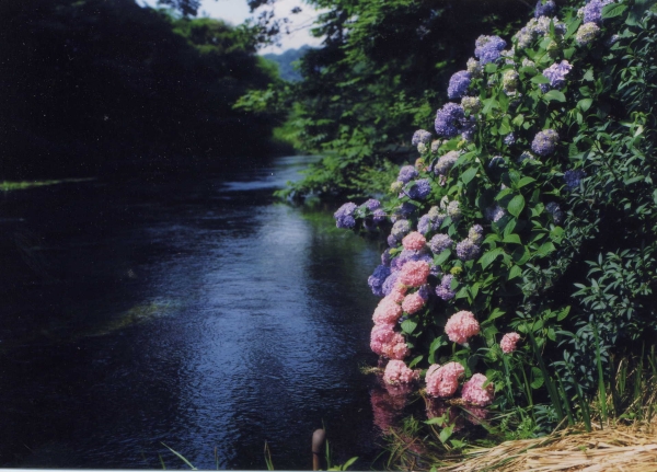 柿田川の風景写真６－１