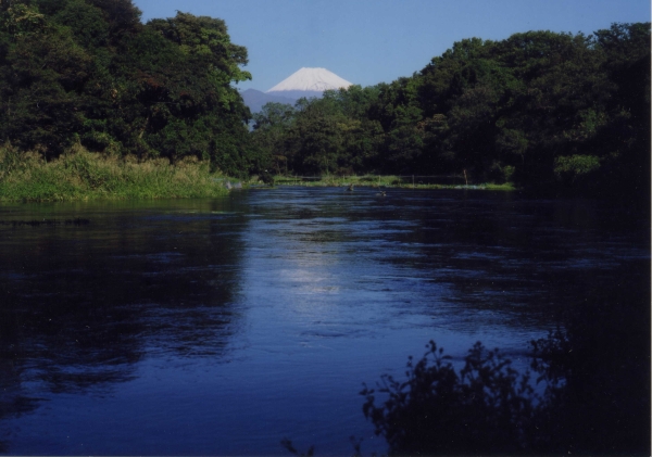 柿田川と富士山の写真１－５