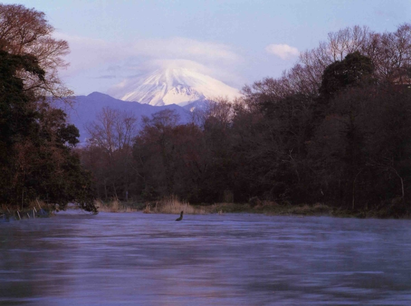 柿田川と富士山の写真２