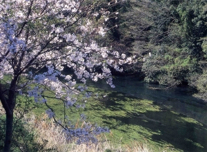 春の柿田川写真（柿田川と桜）