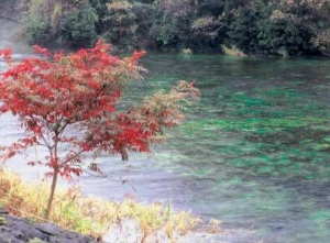 秋の柿田川写真（紅葉）