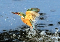 町の鳥「かわせみ」