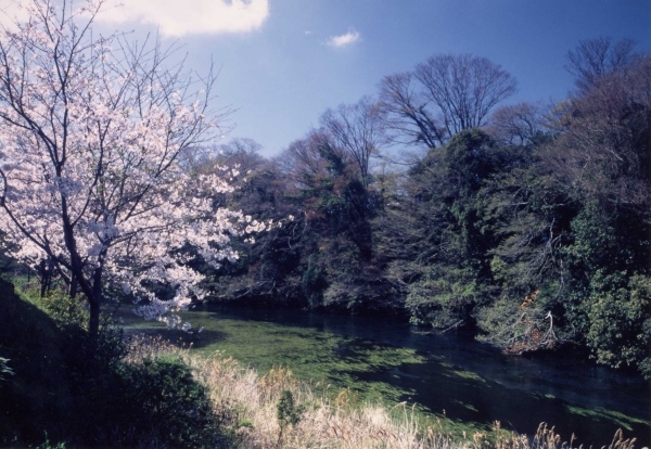 柿田川の風景写真２－２