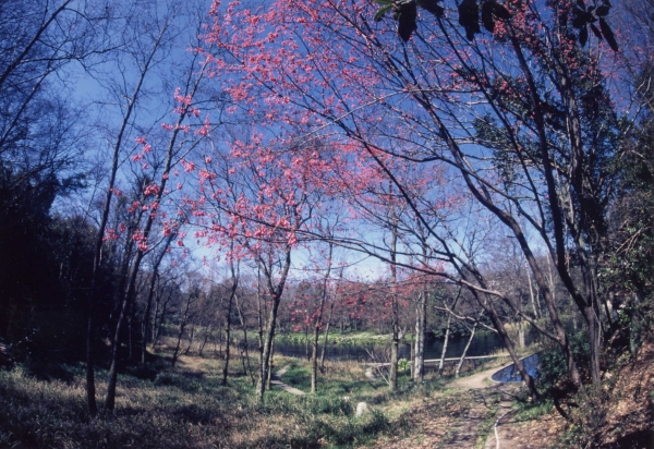 柿田川の風景写真２－５