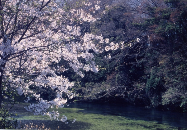 柿田川の風景写真２－３