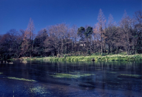 柿田川の風景写真４－２