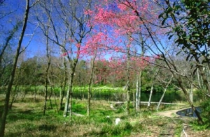 春の柿田川写真
