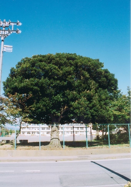 町の木「しい」の写真