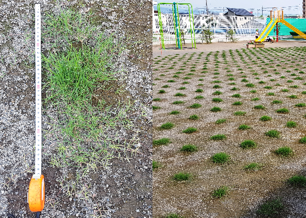 芝生植え付け後半月の様子