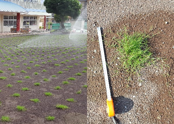 芝生植え付け後2週間の様子