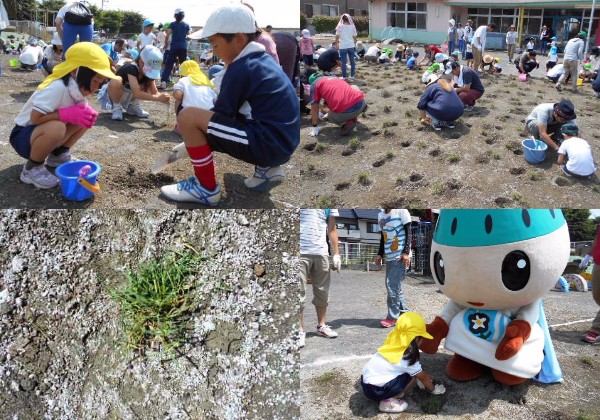 芝生植え付け作業