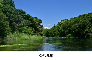 令和５年の柿田川と富士山の写真