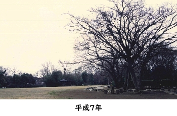 平成７年の柿田川公園の写真