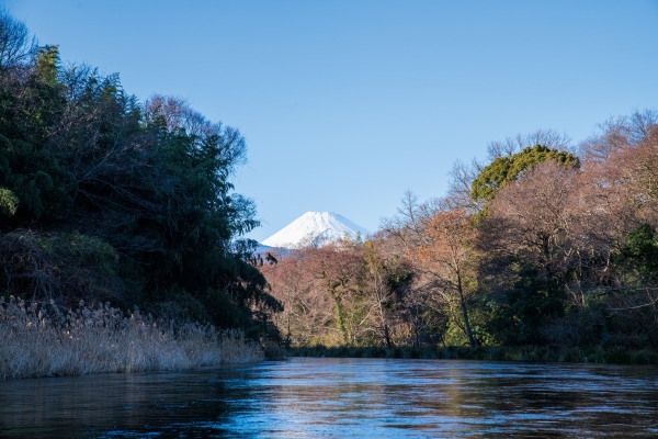 柿田川と富士山