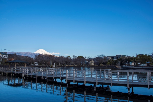 丸池公園と富士山