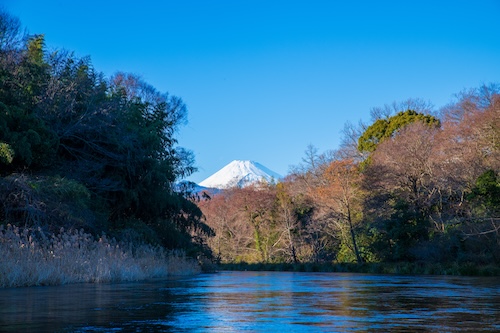 柿田川と富士山（冬）の画像