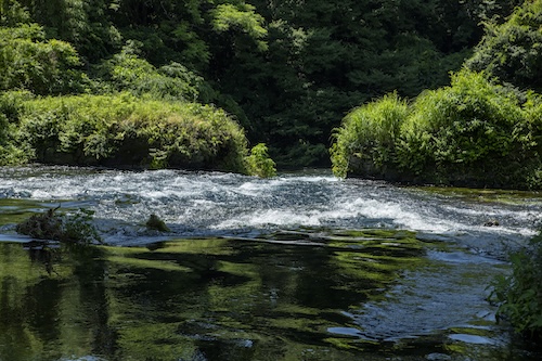 柿田川下流の画像1