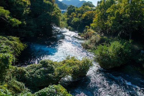 柿田川下流の画像2