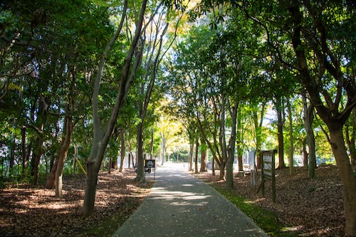 柿田川公園散策路の画像