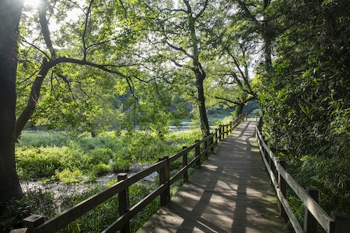 柿田川公園八つ橋の画像1