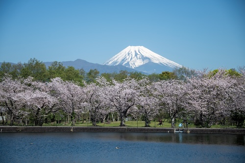 丸池公園（春）の画像