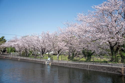 丸池公園（春）の画像3