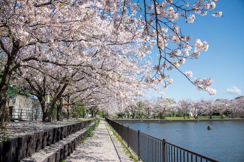 丸池公園（春）の画像4