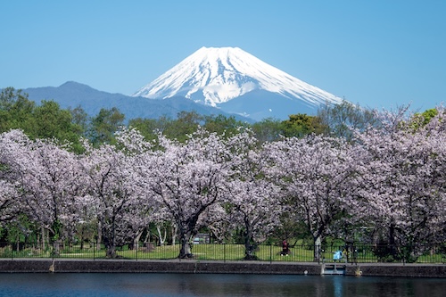丸池と富士山（春）の画像