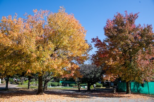 総合運動公園の画像3