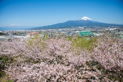 本城山山頂から見る富士山（春）の画像