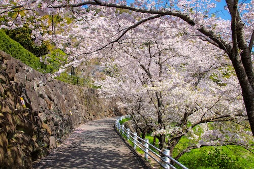 本城山・龍泉寺（春）の画像１