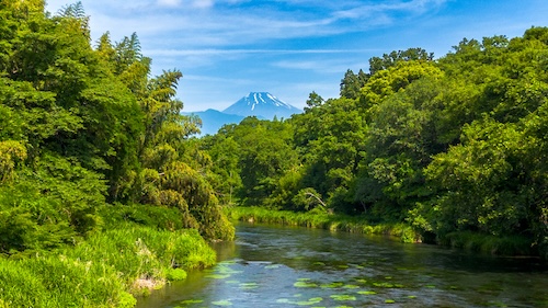 柿田川と富士山の画像（夏）1