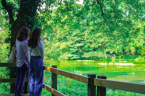 柿田川公園八つ橋から見る柿田川の画像