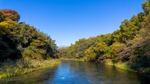 富士山と柿田川（秋）の画像