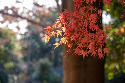 柿田川公園（秋）の画像2