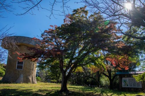 本城山（秋）の画像
