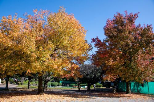 総合運動公園（秋）の画像