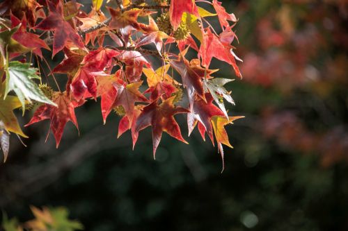 総合運動公園（秋）の画像2