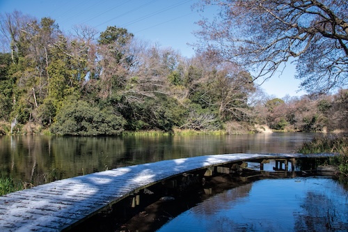 清水小学校教材園（雪景色）の画像２