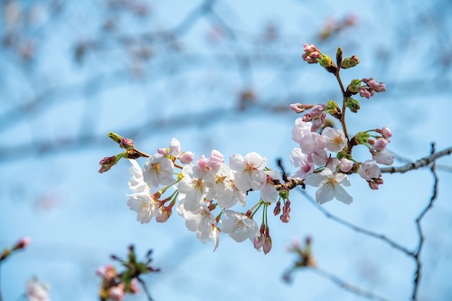 丸池の桜の画像