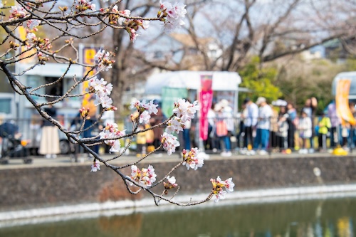 桜まつりの画像