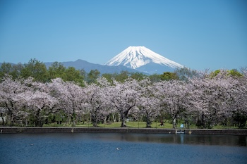 丸池と桜の画像
