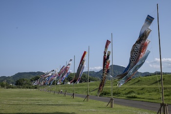 鯉のぼり掲揚の画像