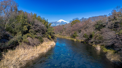 柿田川と富士山の画像(冬)2